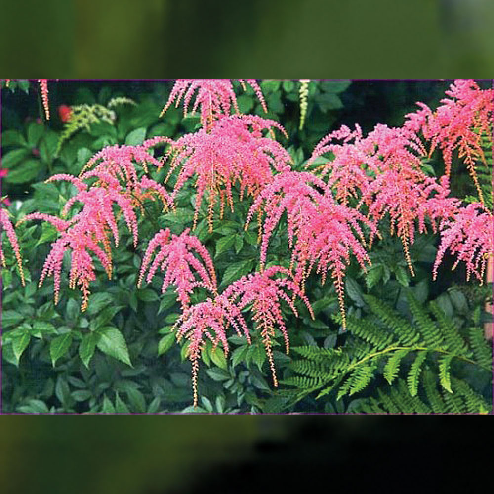 Astilbe x thunbergii – Straussenfeder – Ostrich Plume Japanese Astilbe