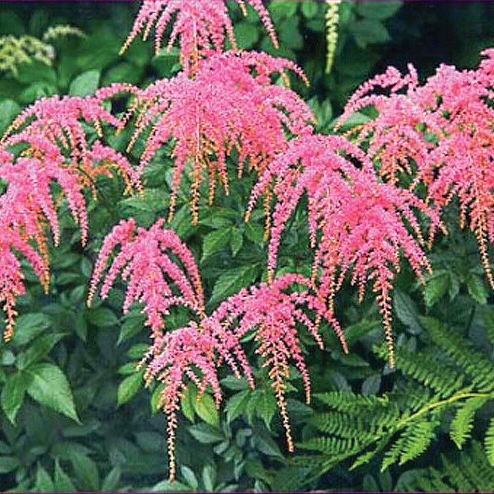 Astilbe x thunbergii – Ostrich Plume Japanese Astilbe