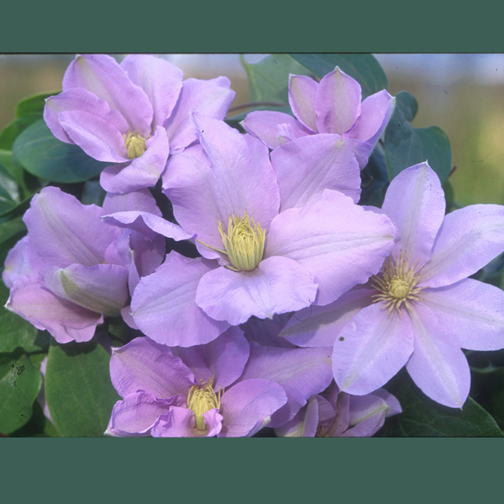 Clematis Silver Moon