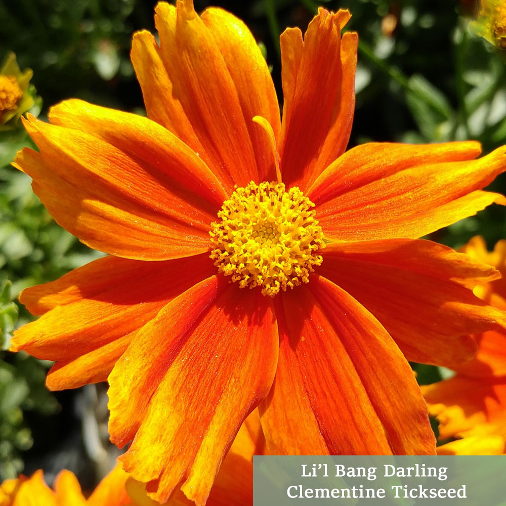 Coreopsis Li’l Bang Series Collection – 2025 Perennial Of The Year