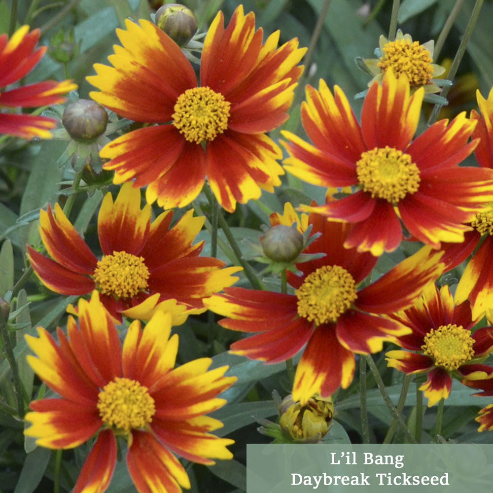 Coreopsis L’il Bang Series Collection – 2025 Perennial Of The Year