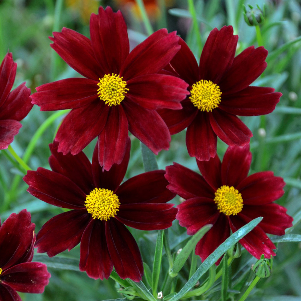 Coreopsis – Li’l Bang Red Elf Tickseed