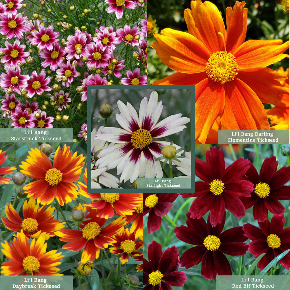 Coreopsis Li'l Bang Series Collection - 2025 Perennial Of Coreopsis Li'l Bang Series Collection - 2025 Perennial Of