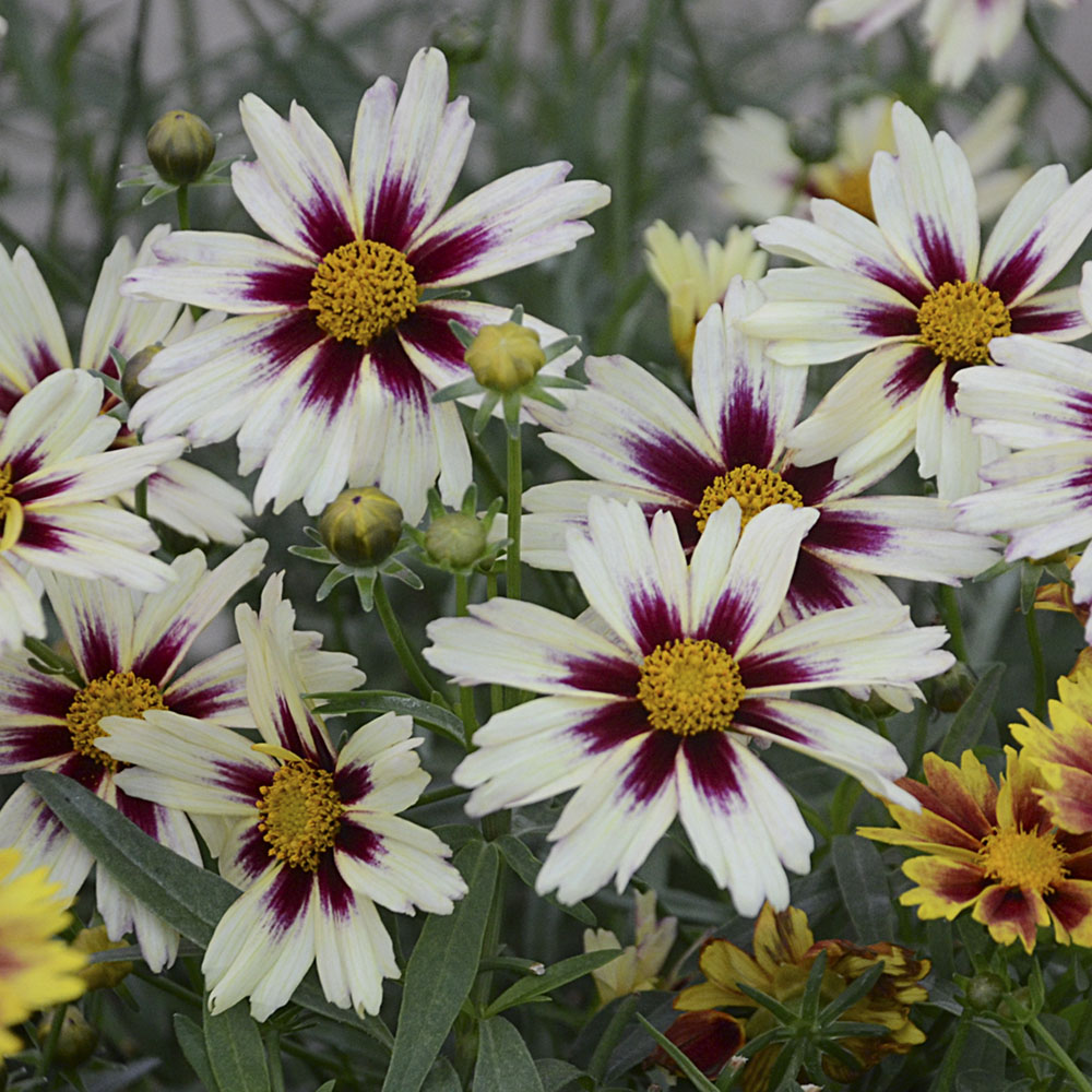 Coreopsis – L’il Bang Starlight Tickseed