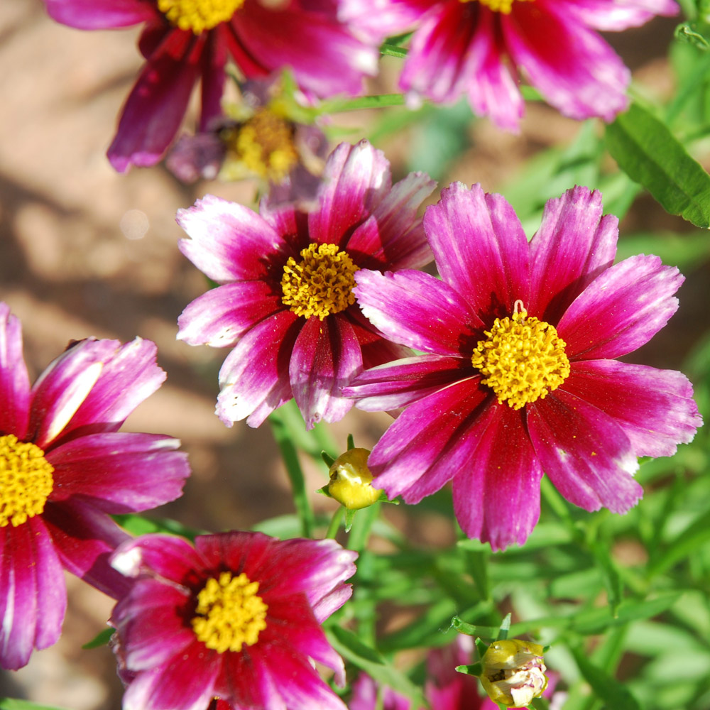 Coreopsis – Li’l Bang Starstruck Tickseed