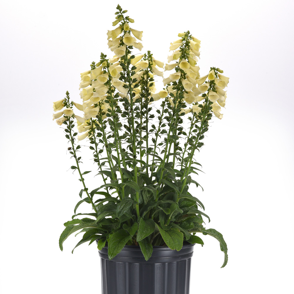 Digitalis – Arctic Fox Lemon Cream Foxglove