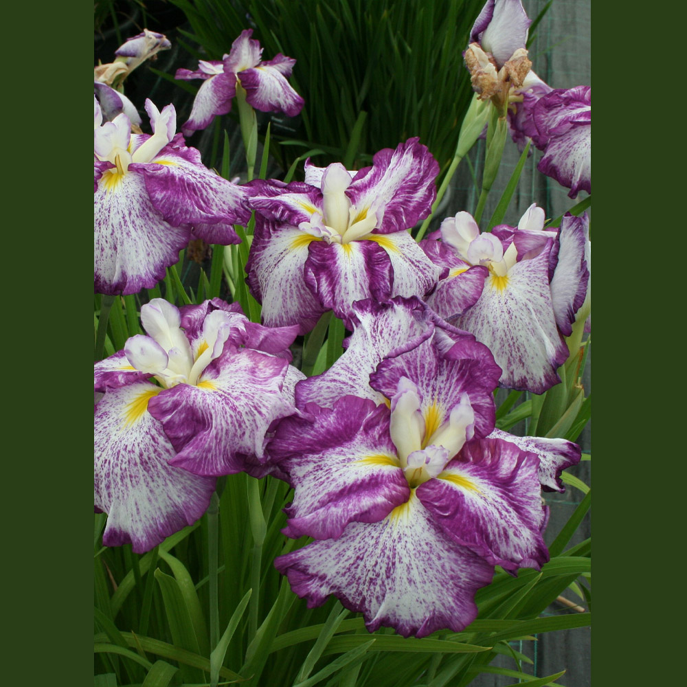 Iris ensata – Dinner Plate  Harlequinesque Japanese Iris