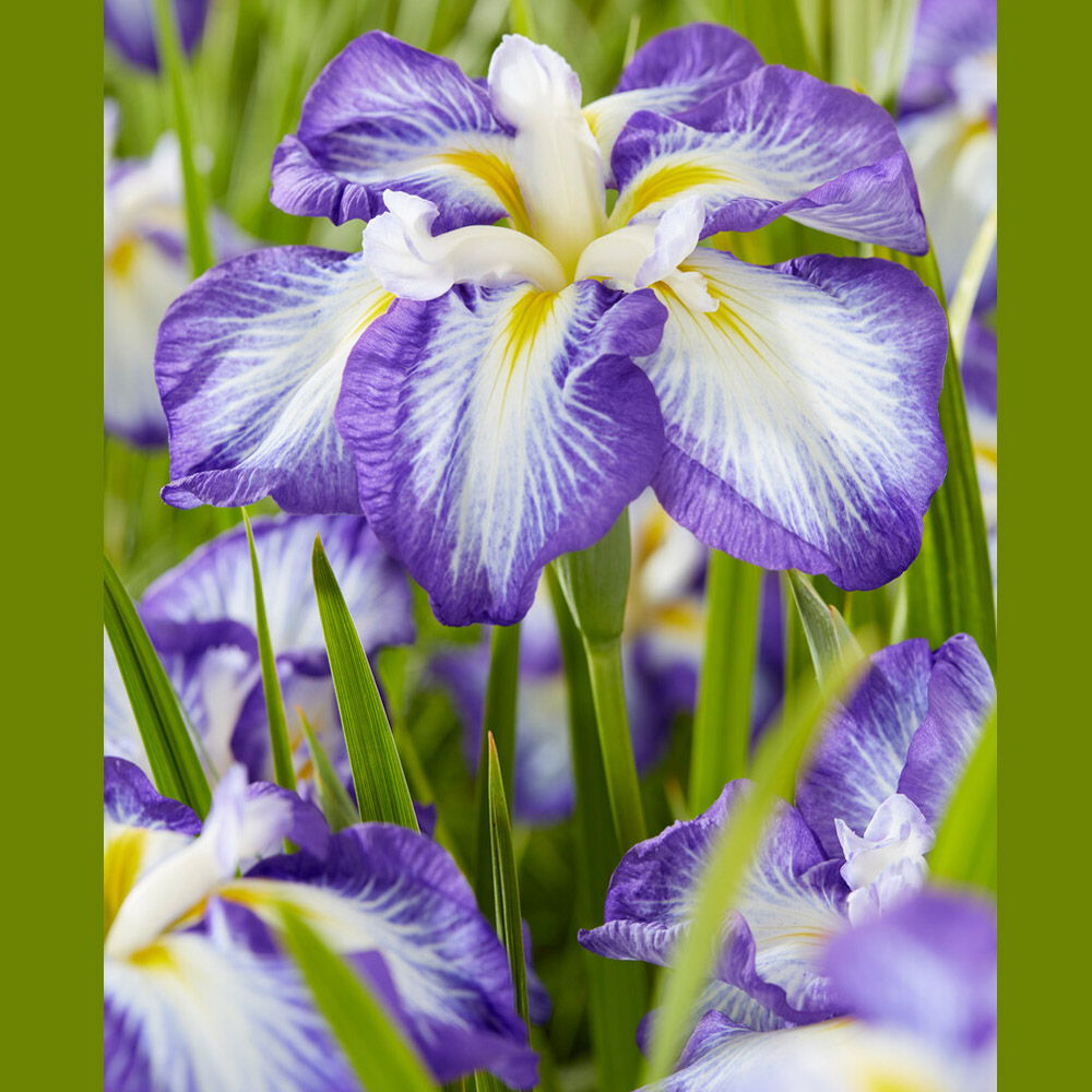 Iris ensata – Dinner Plate Carrot Cake Japanese Iris