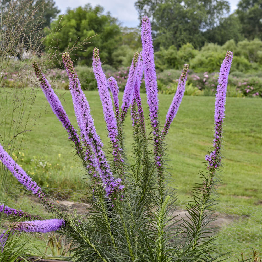 Liatris-pycnostacha-Lavender-