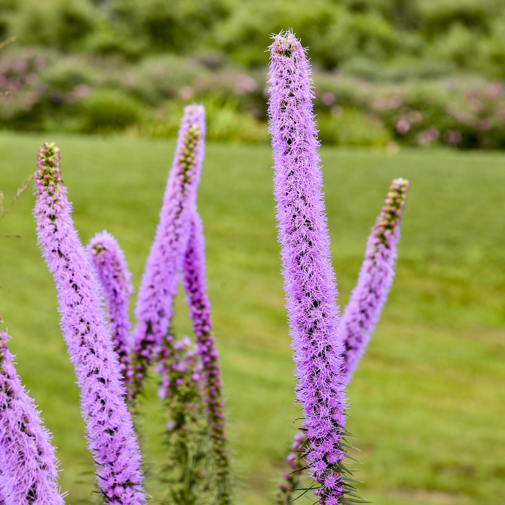 Liatris pycnostachya – Lavender Glowsticks Prairie Blazing Star