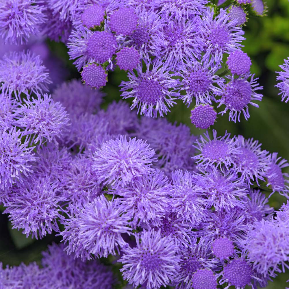 Ageratum – Monarch Magic Floss Flower