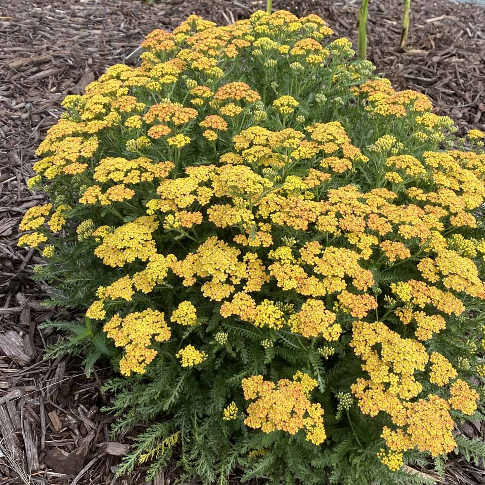 Achillea – Milly Rock Yellow Terracotta Yarrow