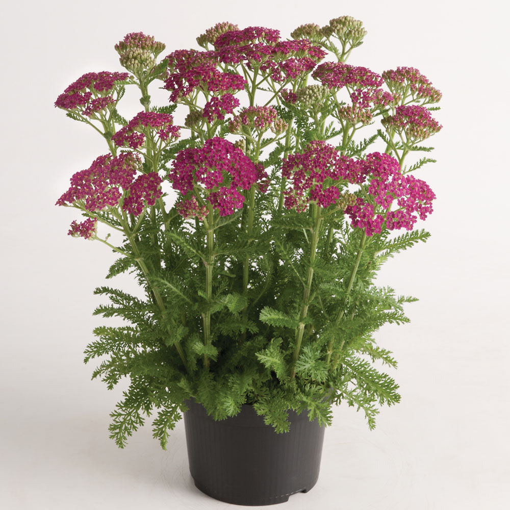 Achillea – Milly Rock Rose Yarrow