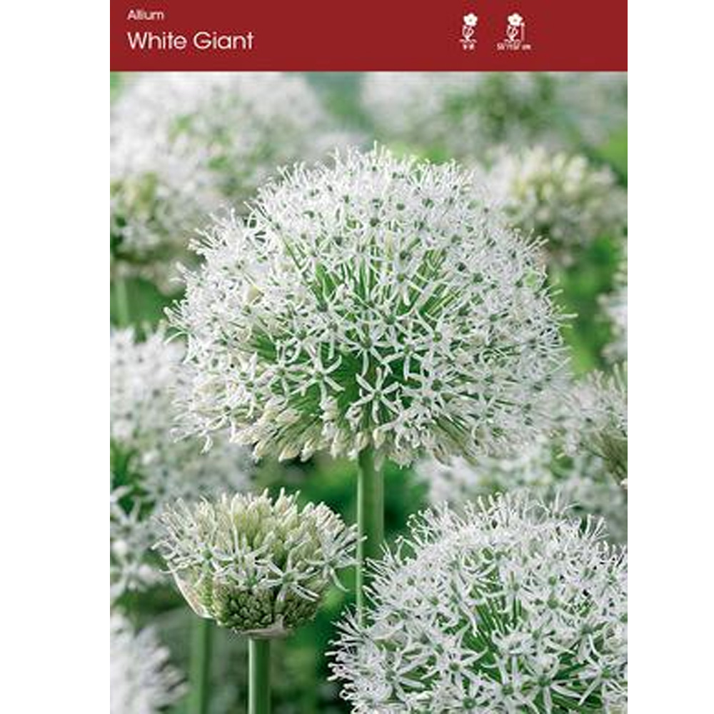 Allium – White Giant Ornamental Onion