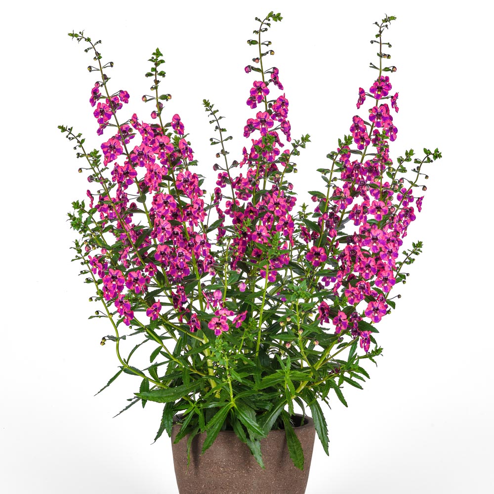 Angelonia – Berry Sparkler Guardian Angel Summer Snapdragon