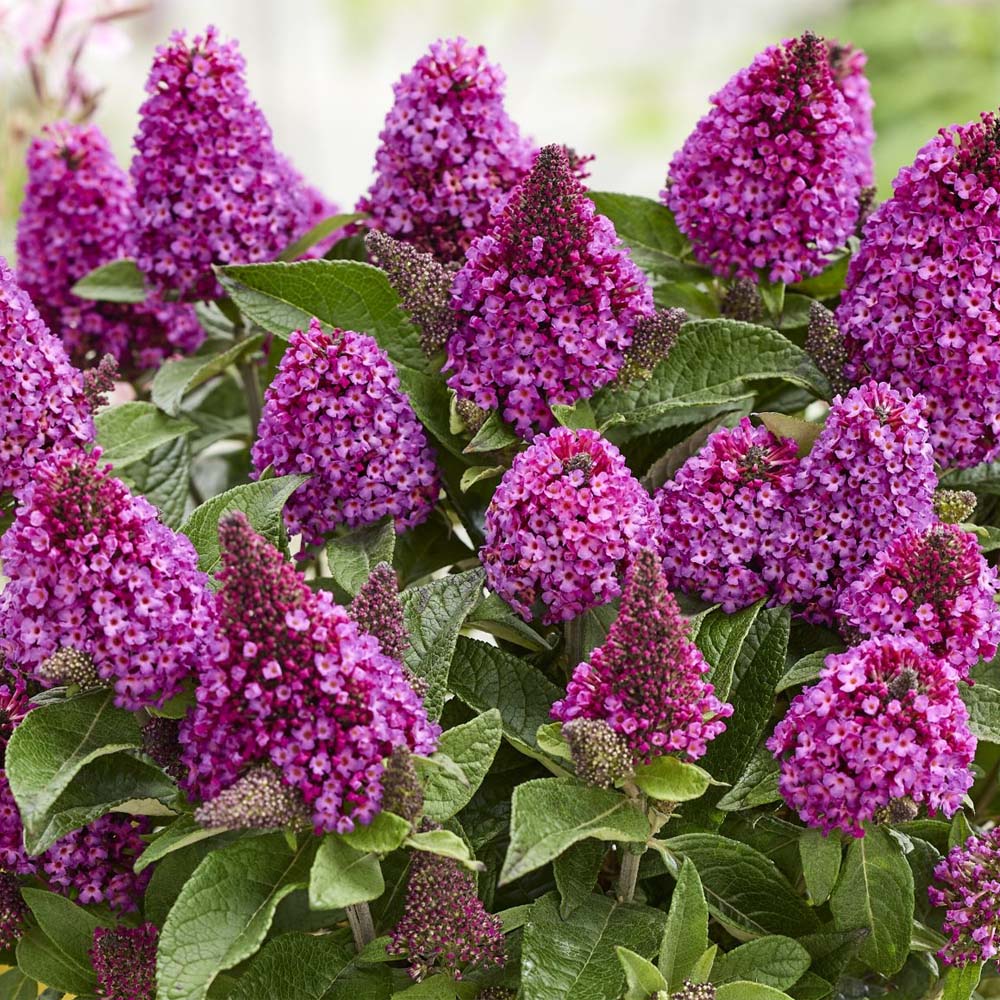 Buddleia – Rock Stars Red Butterfly Bush