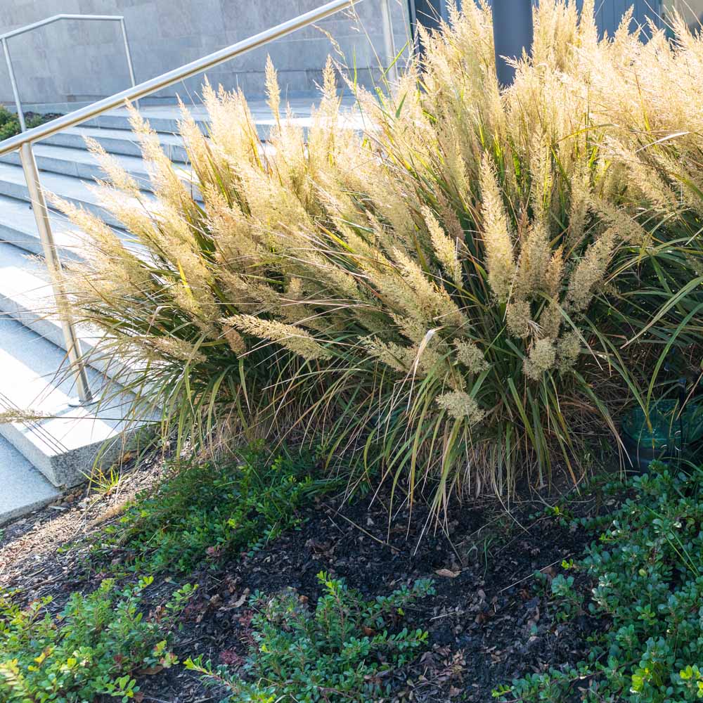 Calamagrostis brachytricha – Reed Grass