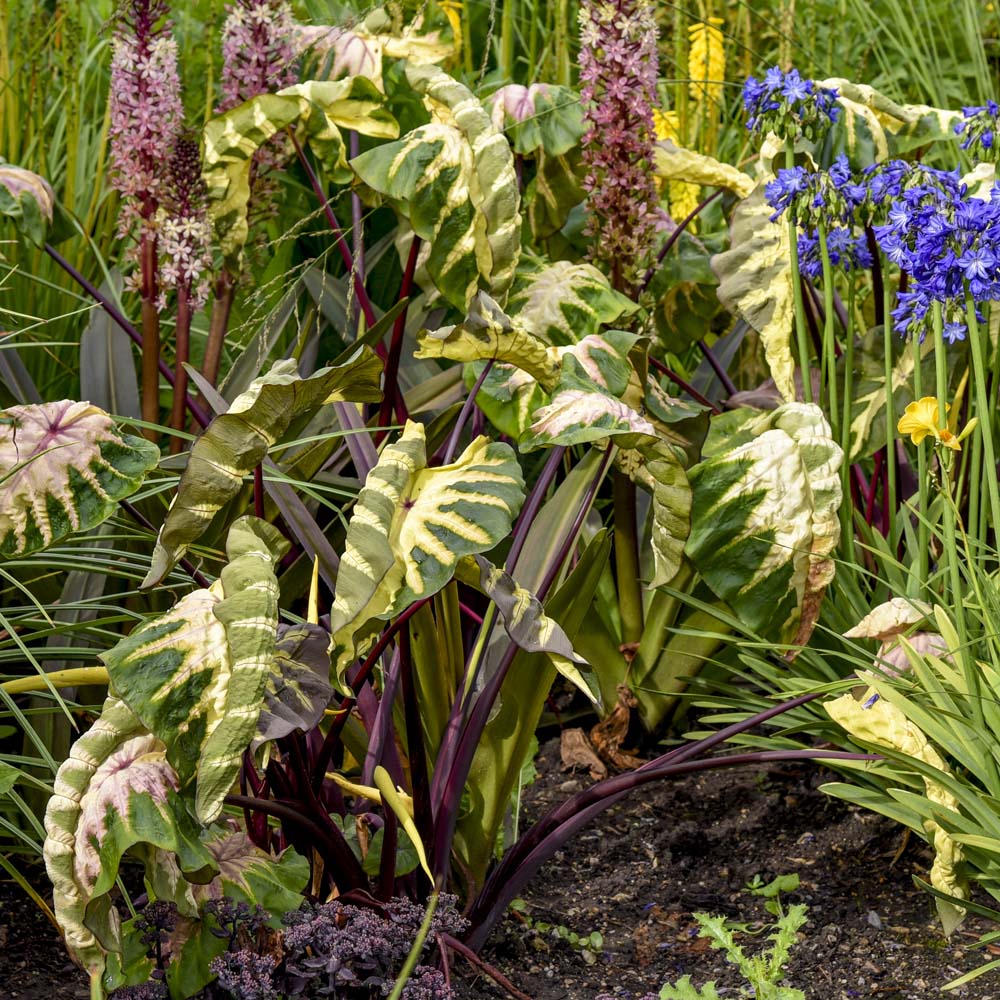 Colocasia – Waikiki Elephant Ears