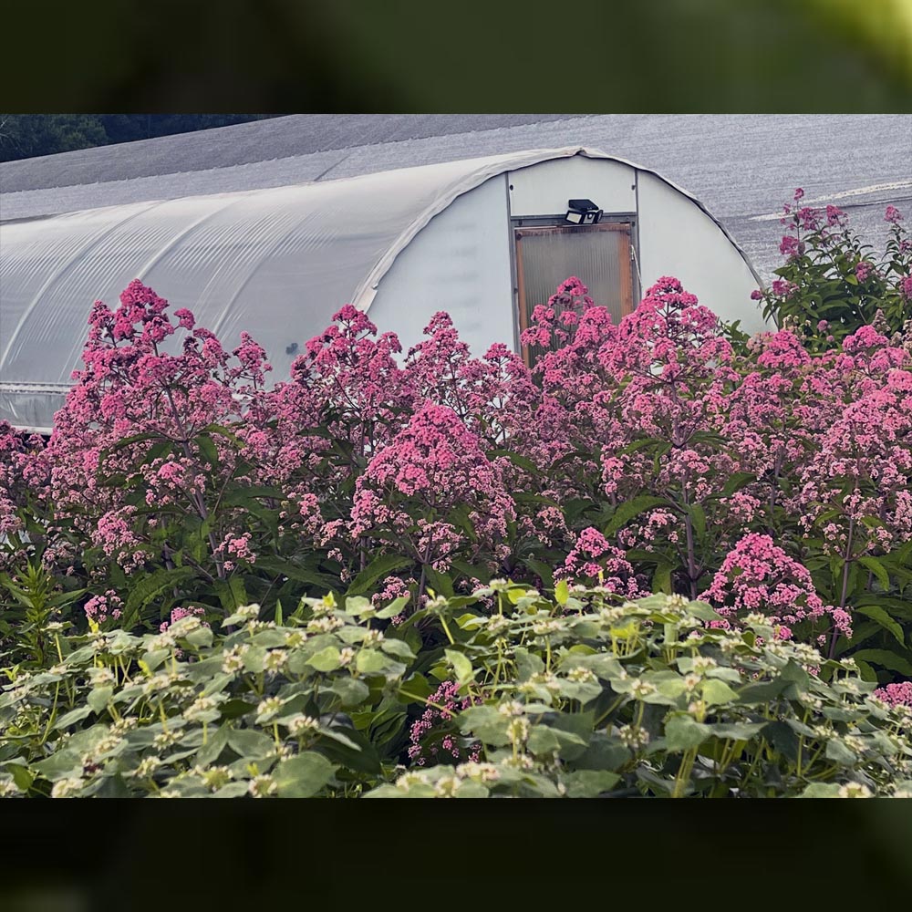 Eupatorium – Jojo Joe Pye Weed