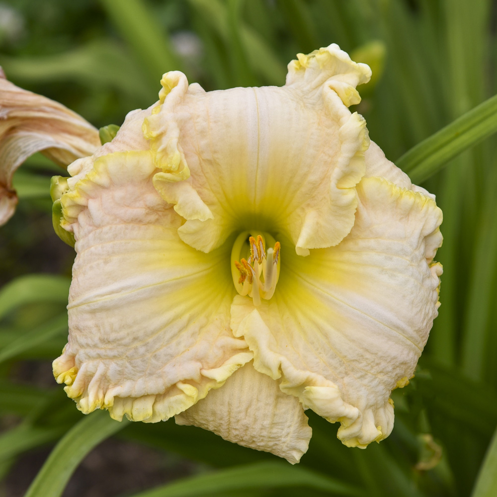 Hemerocallis – Singular Sensation Reblooming Daylily