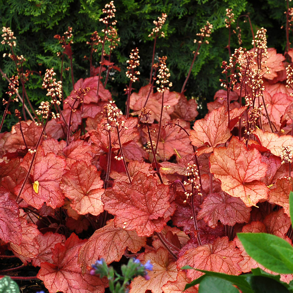 Heuchera –  Georgia Peach Coral Bell