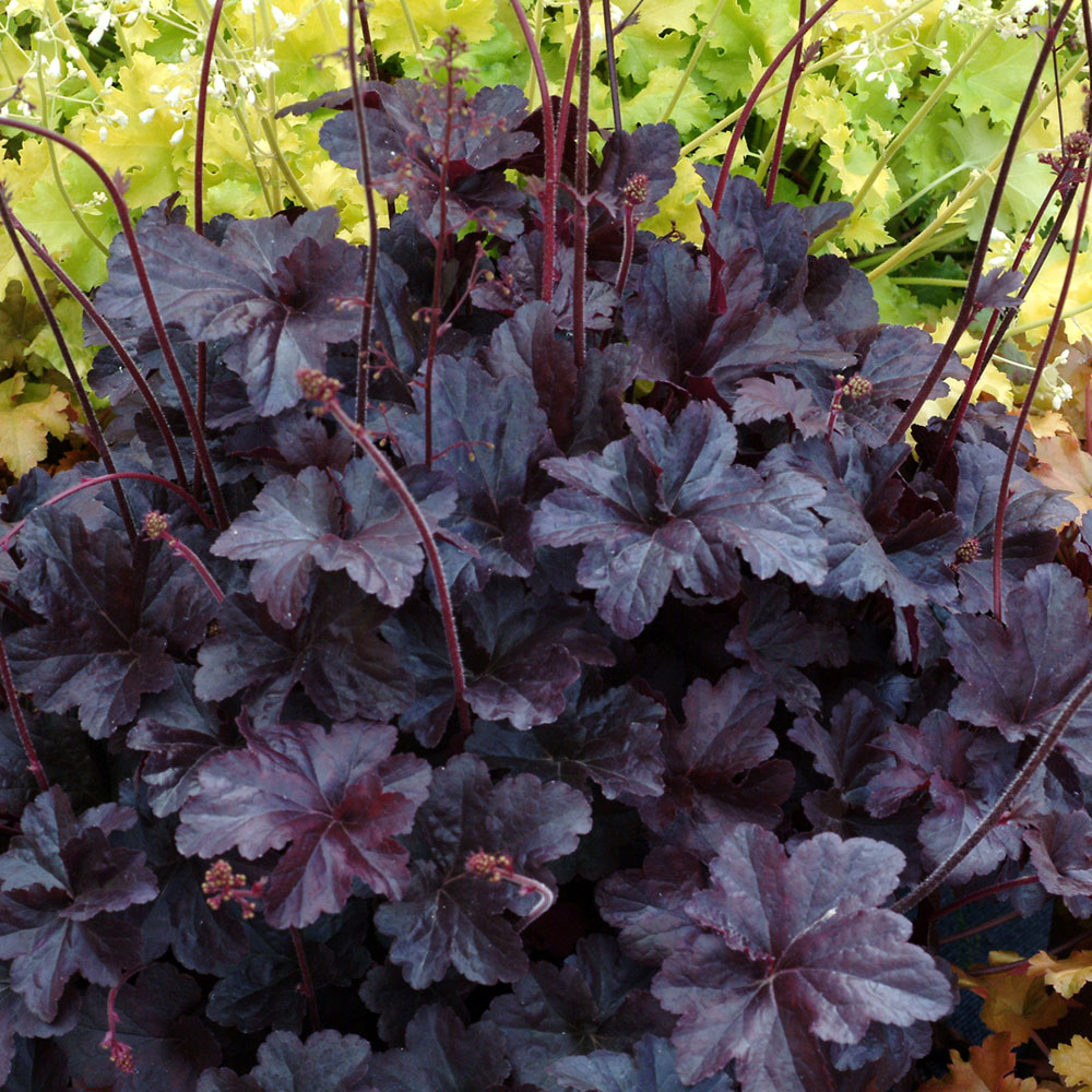 Heuchera – Obsidian Coral Bell