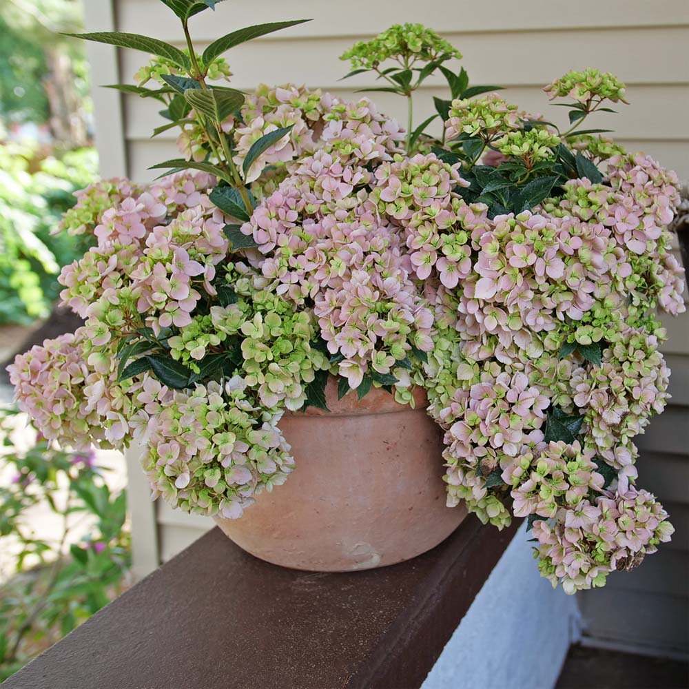 Hydrangea Fairytrail Fresco – Cascading Hydrangea