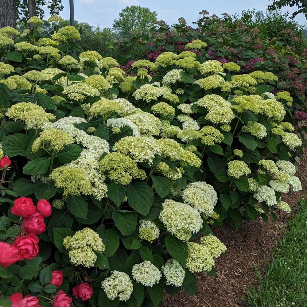 Hydrangea – Incrediball Storm Proof Smooth Hydrangea