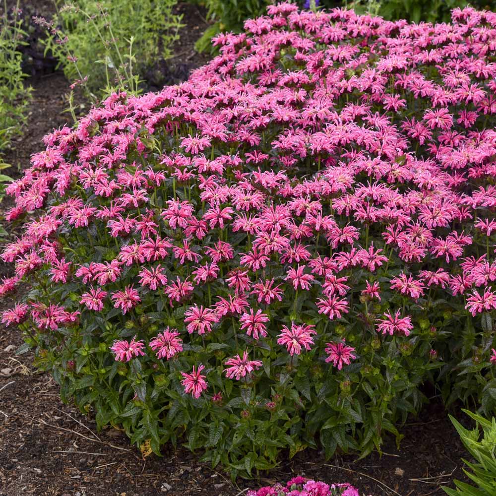 Monarda – Pink Chenille Bee Balm