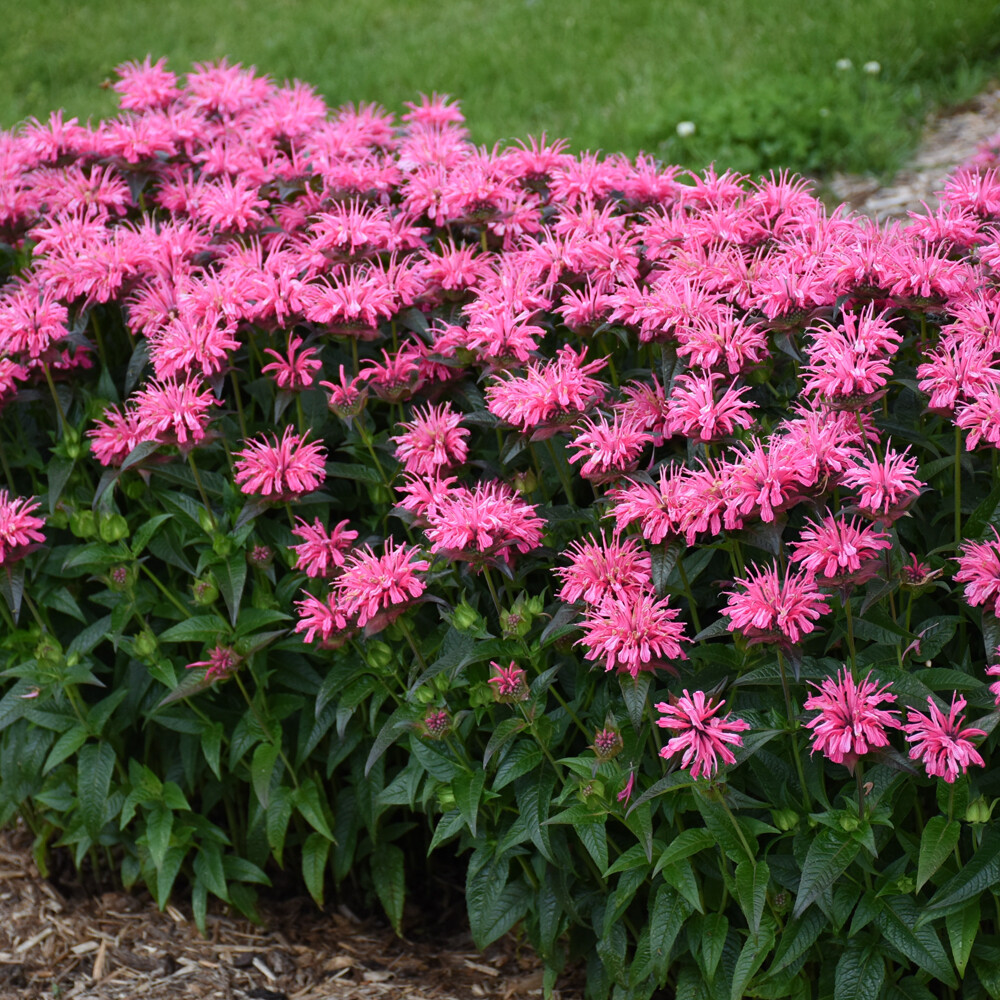 Monarda - Pink Chenille Bee Balm - Sugar Creek Gardens Sugar Creek