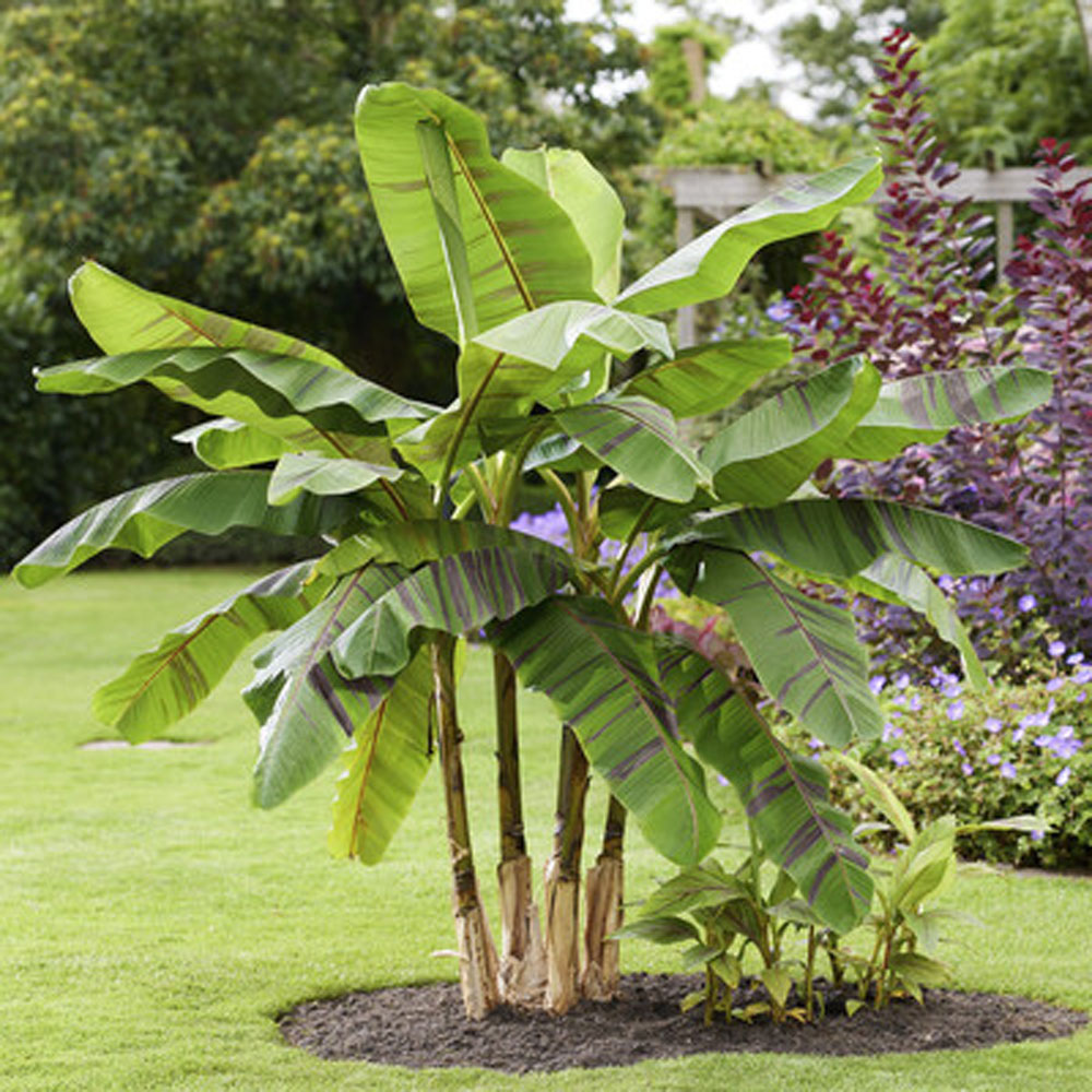 Musa sikkimensis – Ever Red Hardy Banana