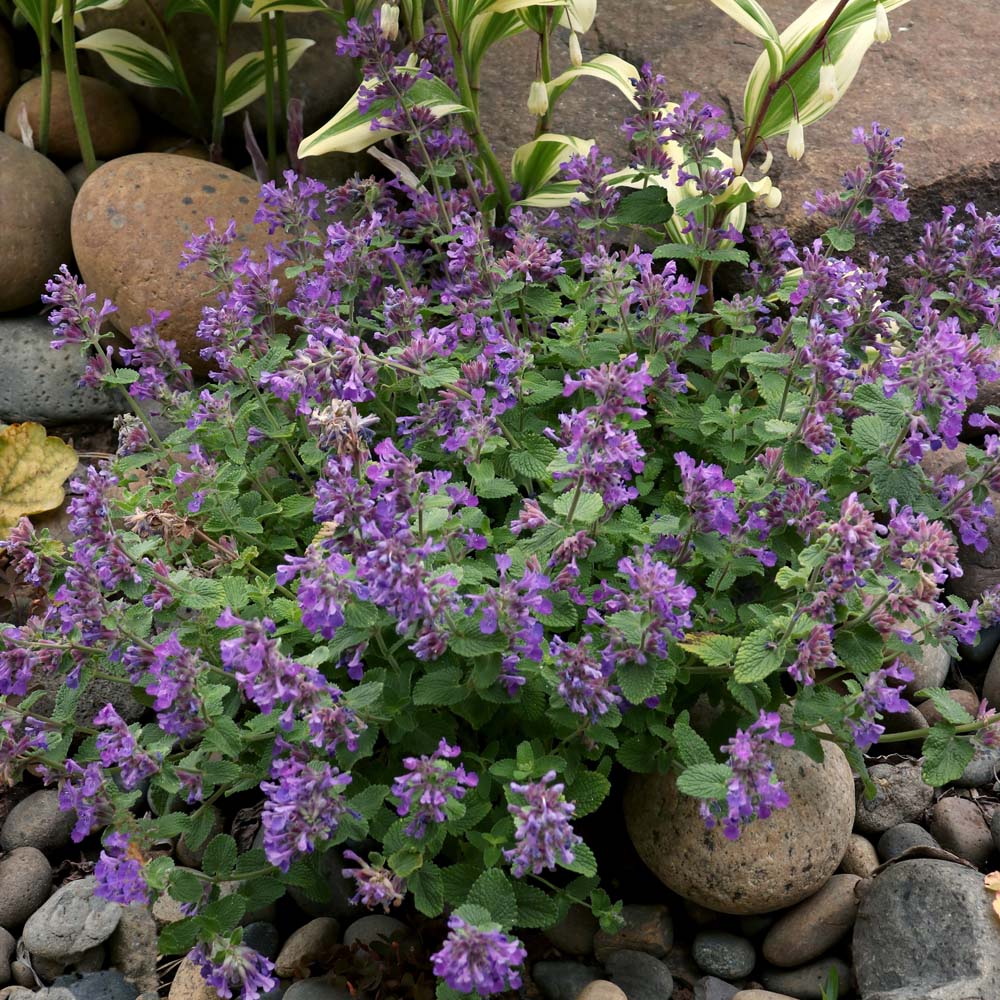 Nepeta – Nova Catmint