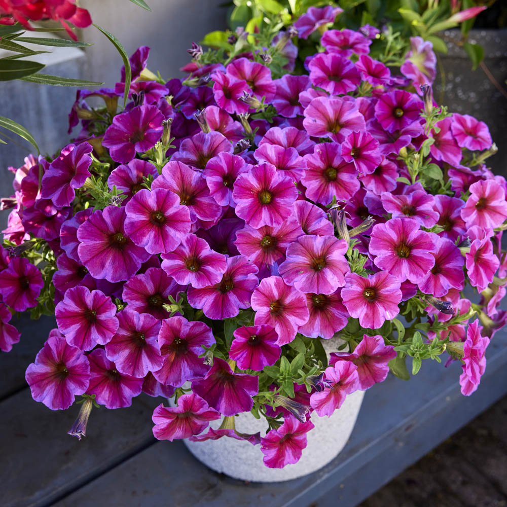 Petchoa – Rose Star Petunia Hybrid