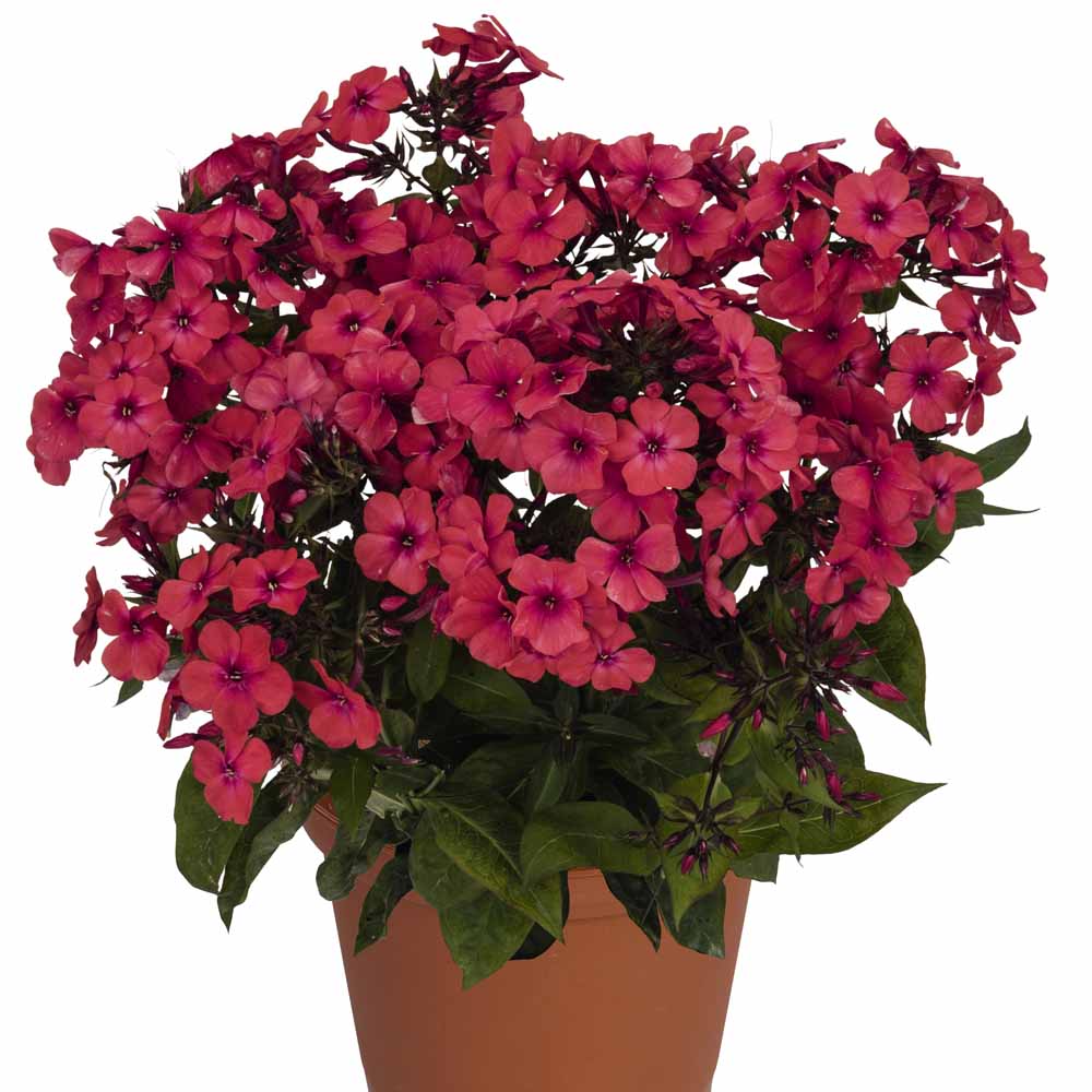 Phlox Flame Red