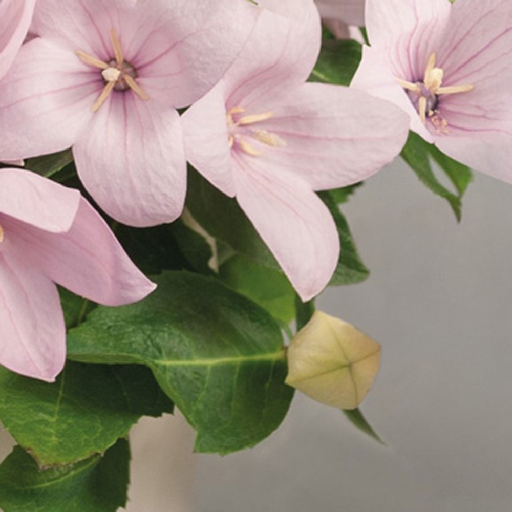 Platycodon – Pop Star Pink Balloon Flower