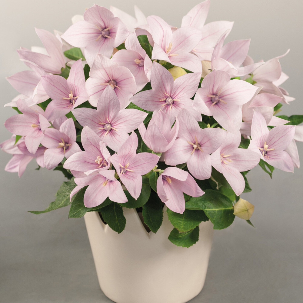 Platycodon - Pop Star Pink Balloon Flower - Sugar Creek Gardens