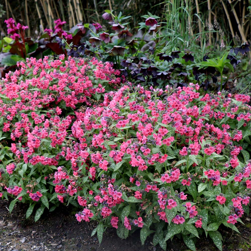 Pulmonaria – Shrimps on the Barbie Lungwort