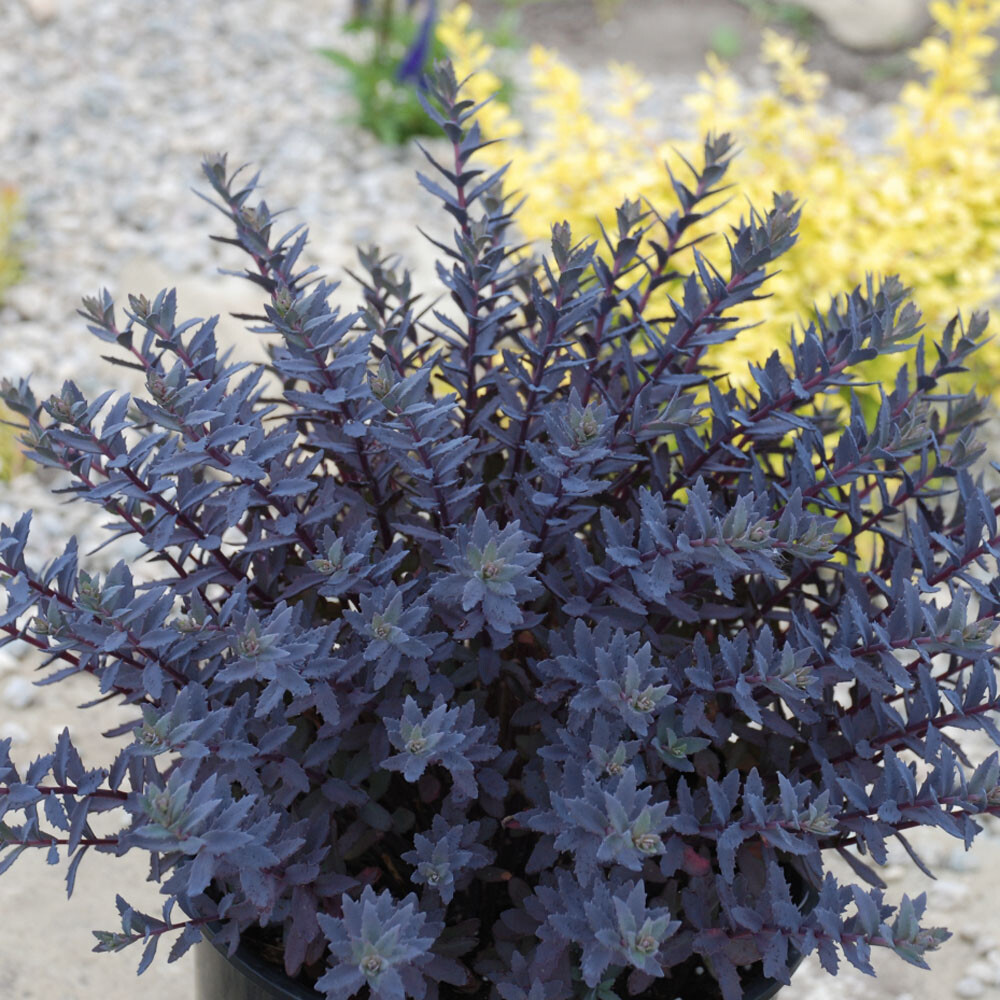 Sedum - Sapphire Tuffet Stonecrop - Sugar Creek Gardens Sugar