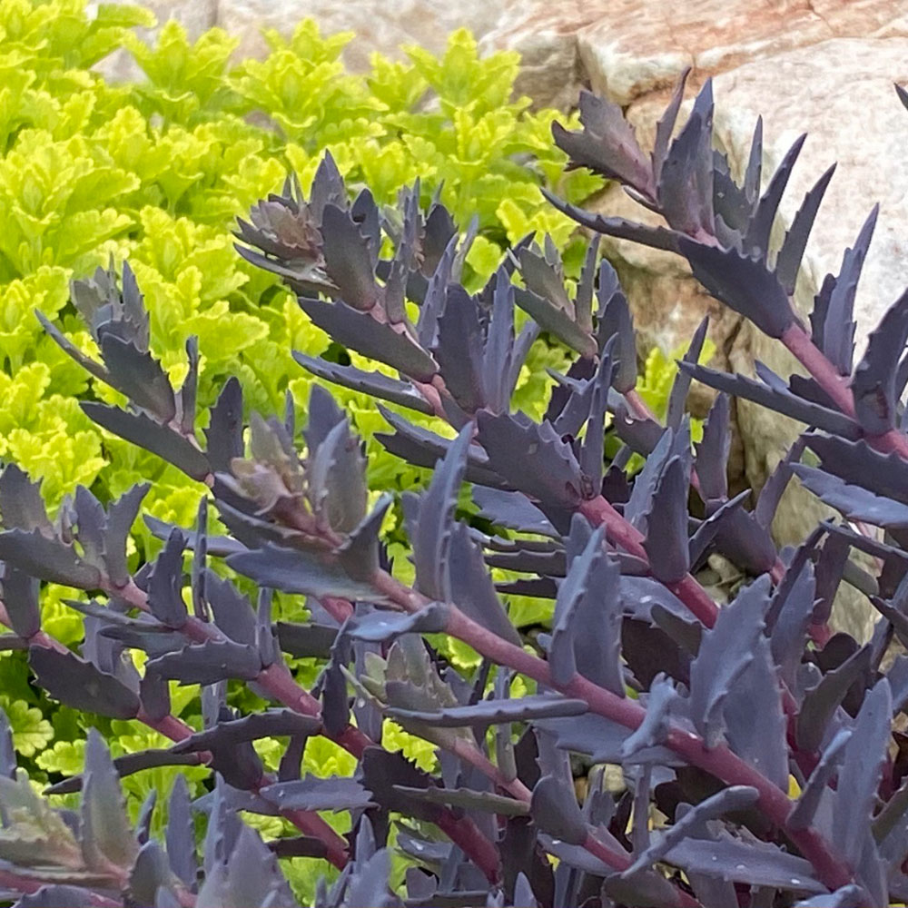 Sedum – Sapphire Tuffet