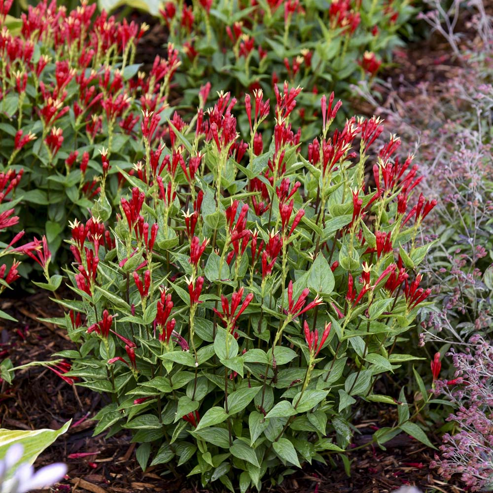 Spigelia marilandica – Apple Slices Indian Pink