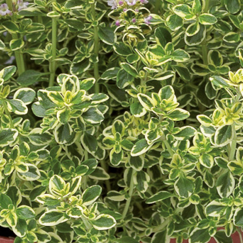 Thymus - Golden Lemon Thyme - Sugar Creek Gardens