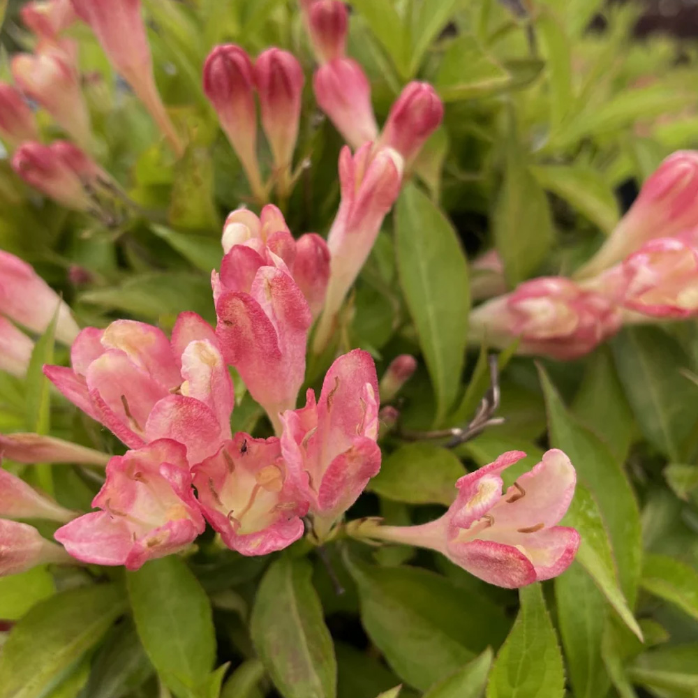 Weigela – Peach Kisses