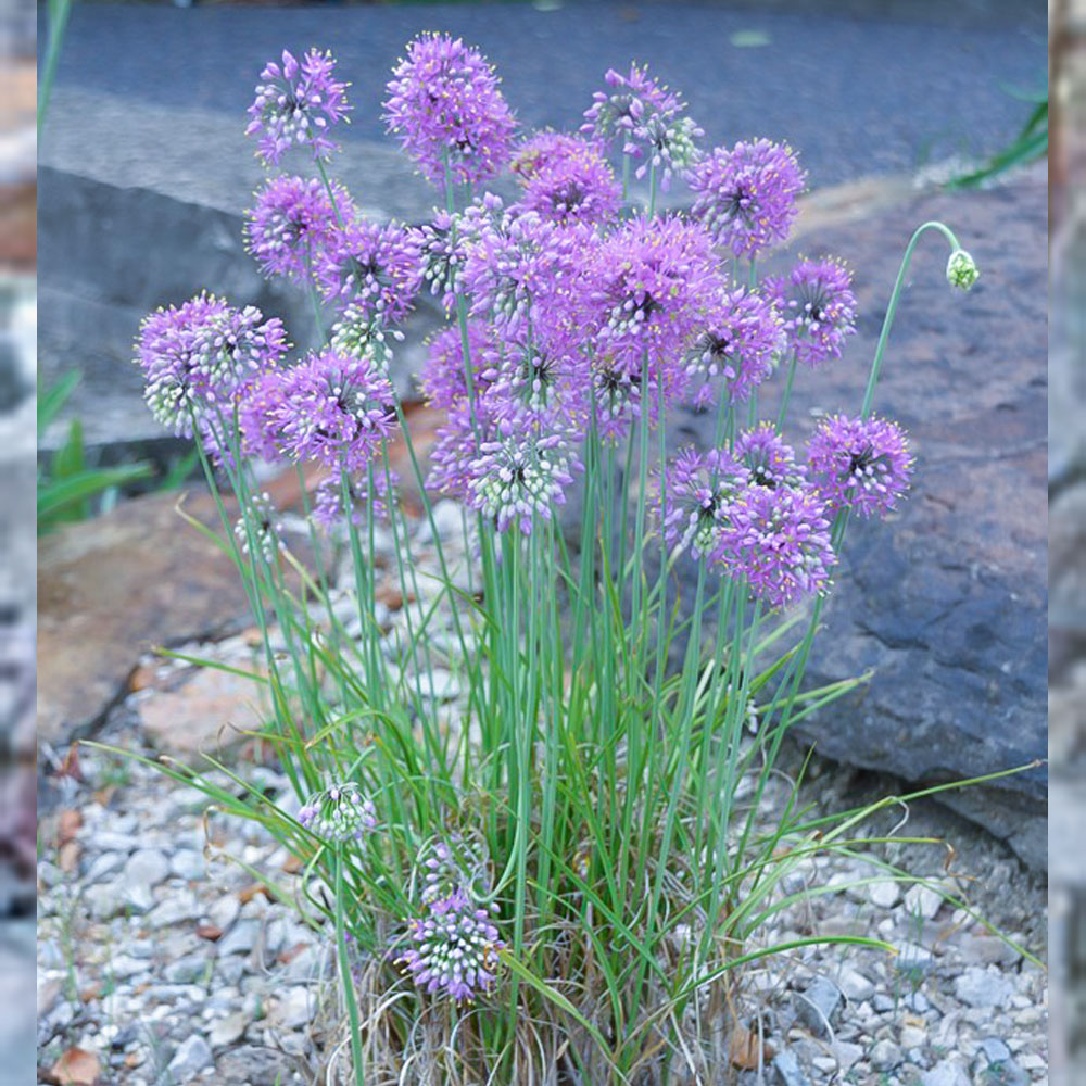 Allium stellatum – Fall Glade Onion