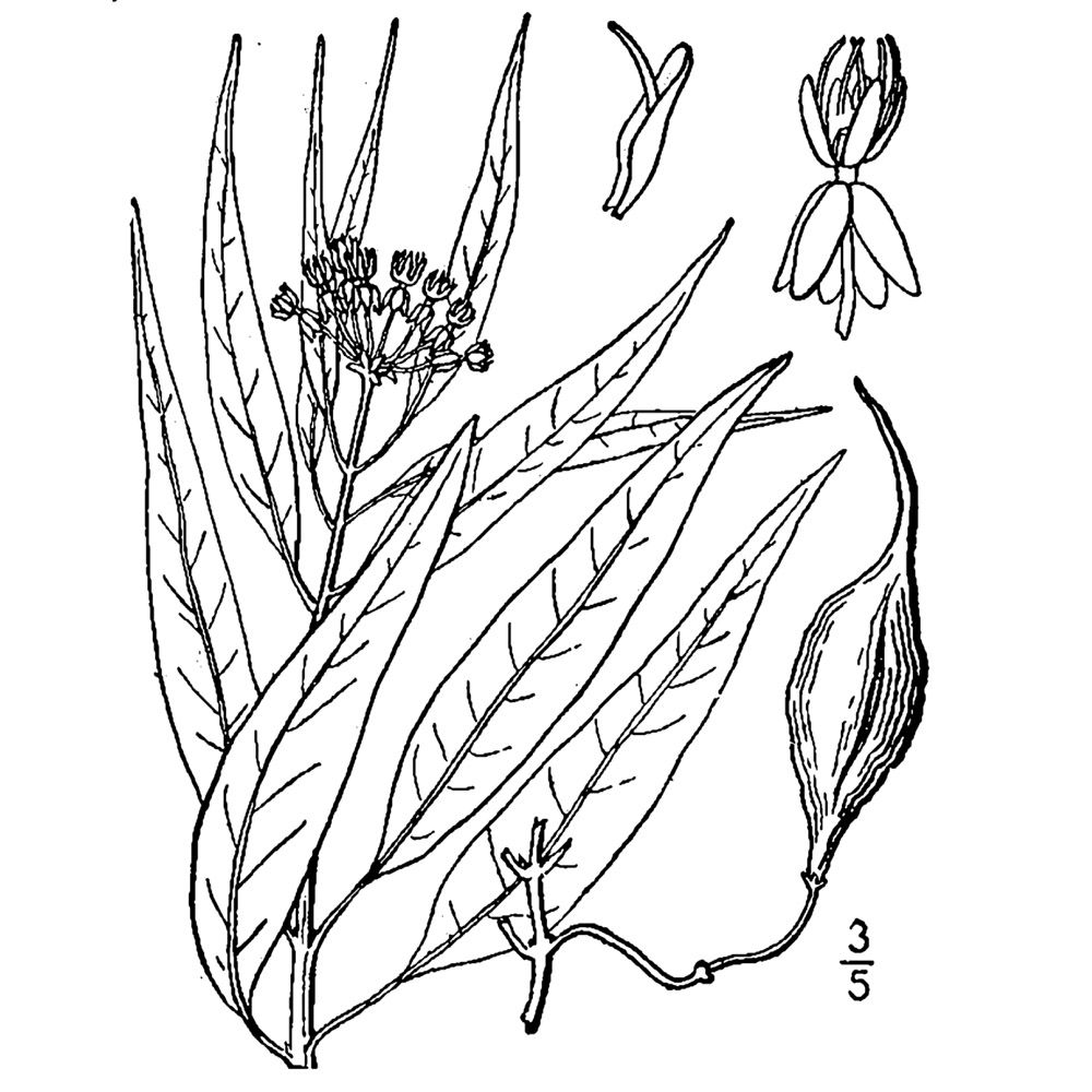 Asclepias perennis – Aquatic Millkweed