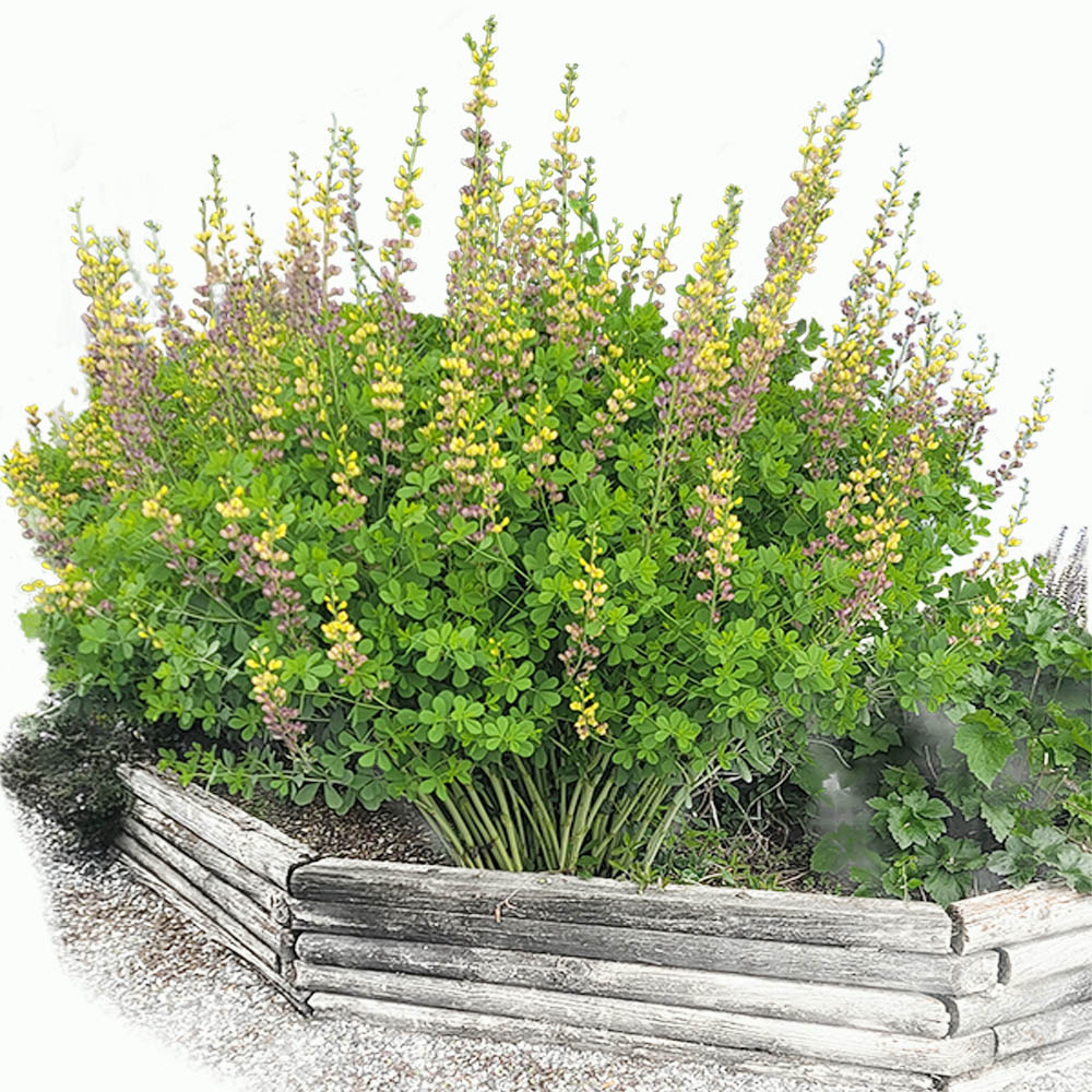 Baptisia – Aurora False Indigo