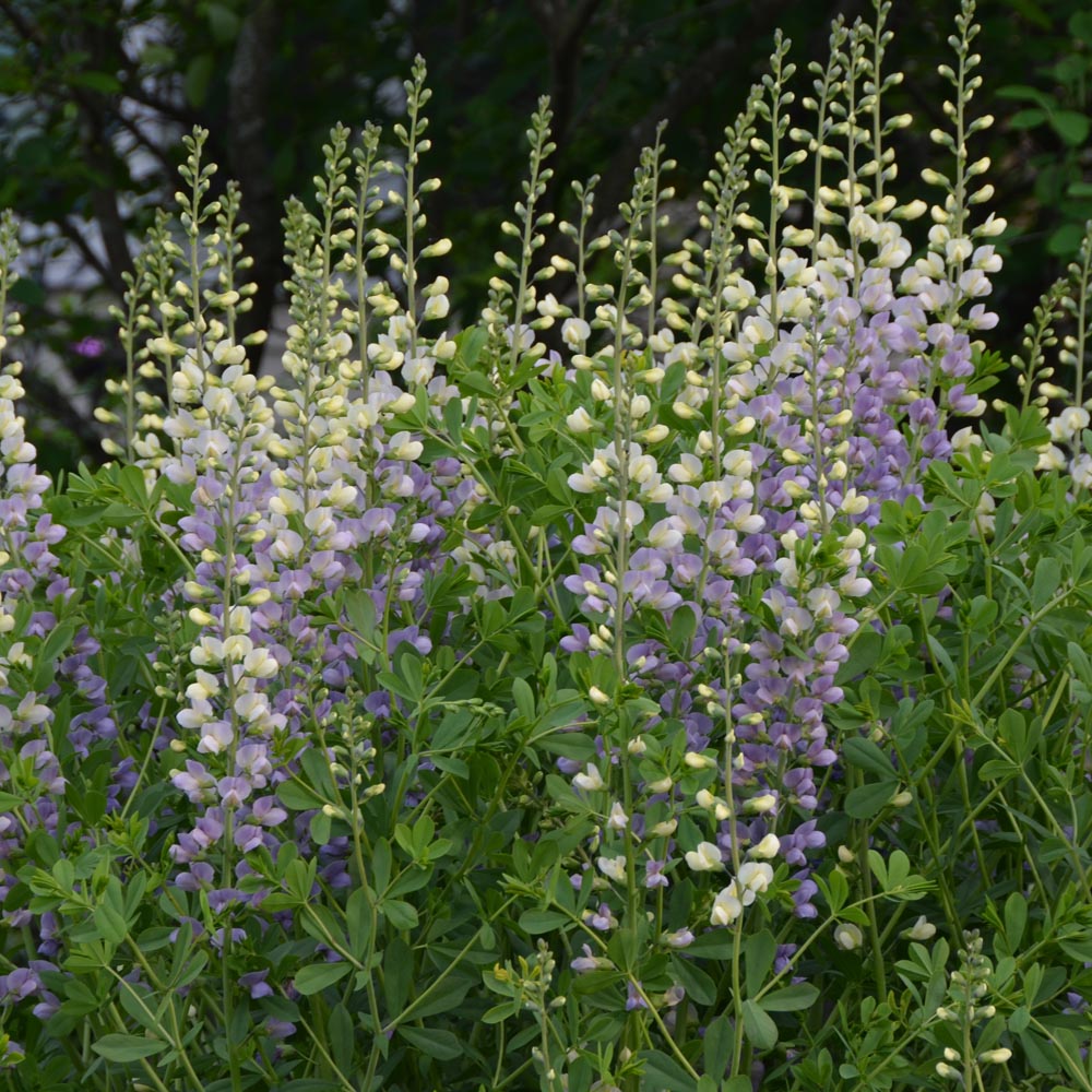 Baptisia – Lunar Eclipse False Indigo