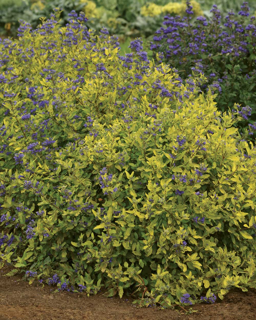 Caryopteris – Gold Crest Bluebeard