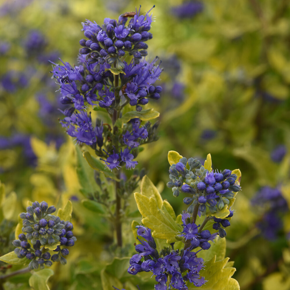 Caryopteris - Gold Crest Bluebeard - Sugar Creek Gardens Sugar Creek ...