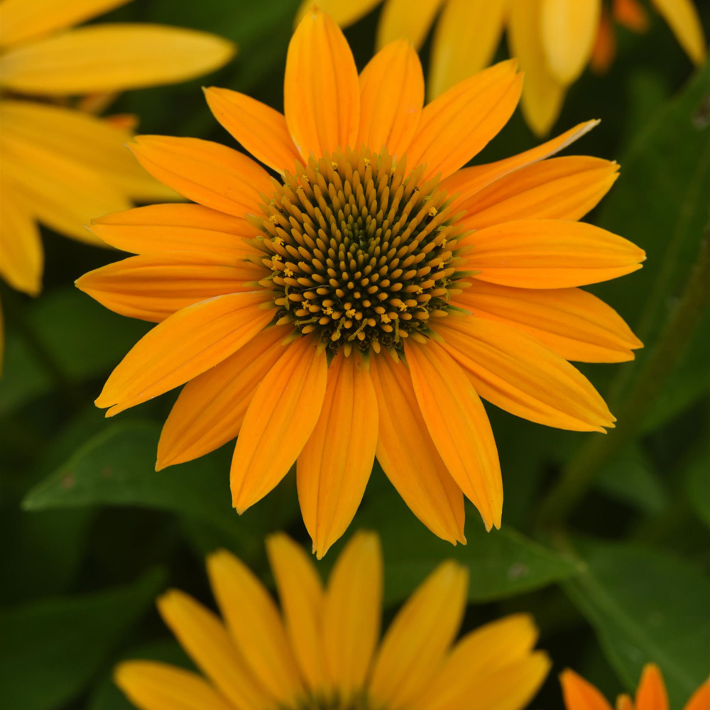 Echinacea – Artisan Yellow Ombre Coneflower