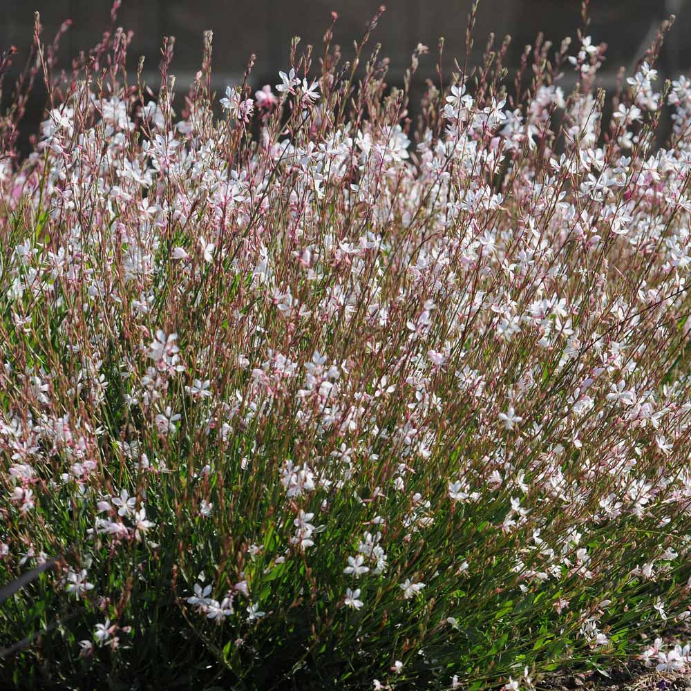 Gaura – Sparkle White Whirling Butterflies